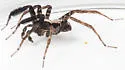 Schizocosa ocreata - photo 5