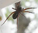 Schizocosa perplexa - photo 3