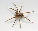 Schizocosa retrorsa