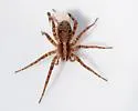 Schizocosa retrorsa - photo 2
