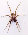Schizocosa retrorsa - photo 3