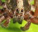 Schizocosa saltatrix - photo 2