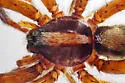 Schizocosa saltatrix - photo 3