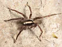 Schizocosa saltatrix - photo 4