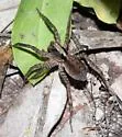 Schizocosa saltatrix - photo 5