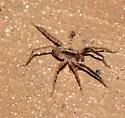 Schizocosa stridulans