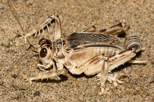 Splay-footed Crickets - Schizodactylidae