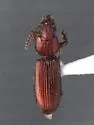 Schizogenius amphibius - photo 2