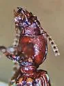 Schizogenius amphibius - photo 3