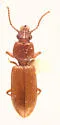Schizogenius depressus