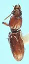 Schizogenius ferrugineus