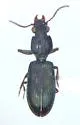Schizogenius lineolatus - photo 2