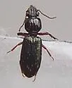 Schizogenius lineolatus - photo 3