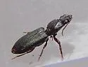 Schizogenius lineolatus - photo 4