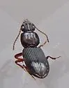 Schizogenius lineolatus - photo 5