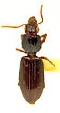 Schizogenius litigiosus