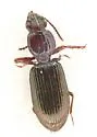 Schizogenius longipennis-group