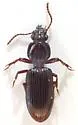 Schizogenius longipennis-group - photo 2