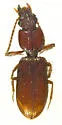 Schizogenius planulatus