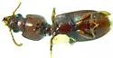 Schizogenius pygmaeus - photo 4