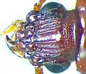 Schizogenius pygmaeus - photo 5