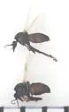 Schizohelea leucopeza - photo 4