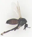 Schizohelea leucopeza - photo 5