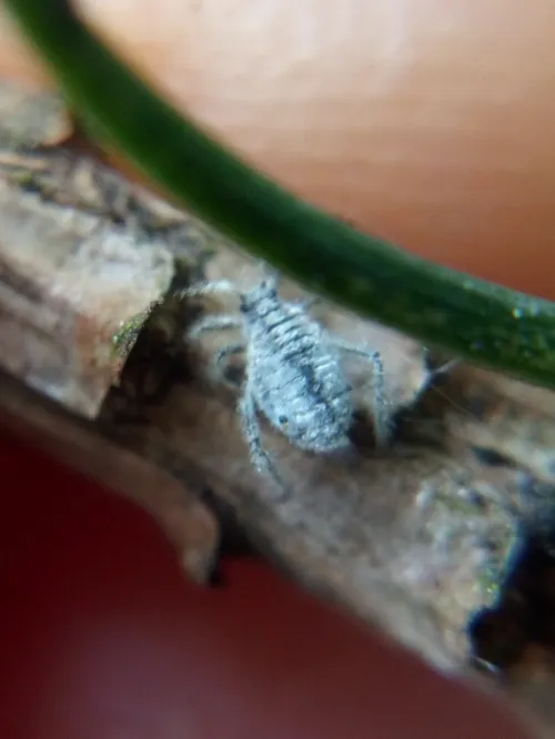 Schizolachnus pineti - photo 2