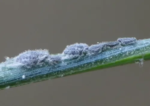 Schizolachnus pineti - photo 3