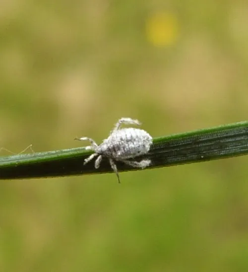 Schizolachnus pineti - photo 4