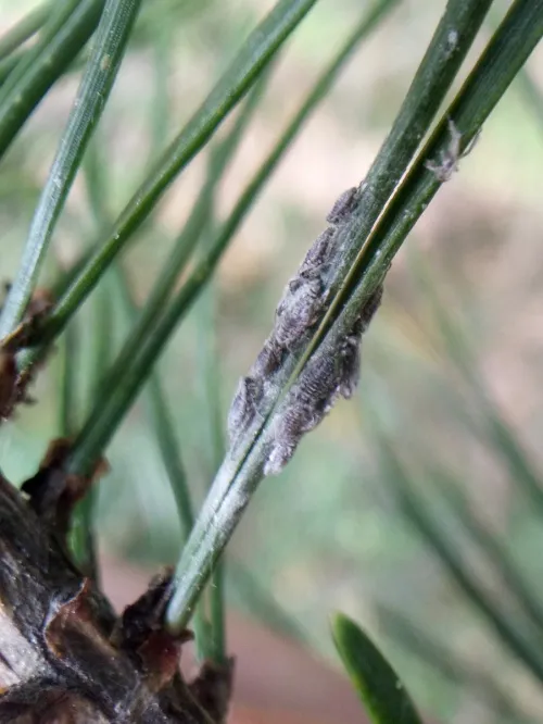 Schizolachnus pineti - photo 6
