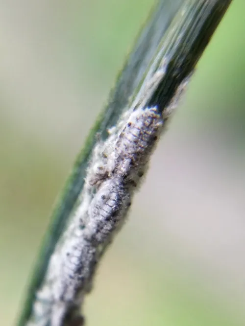 Schizolachnus pineti - photo 7