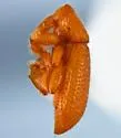 Schizomicrus caecus - photo 2