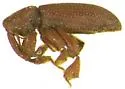 Schizomicrus caecus - photo 3