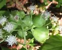 Schizomyia eupatoriflorae - Schizomyia eupatoriflorae