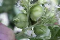 Schizomyia eupatoriflorae - photo 2