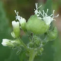 Schizomyia eupatoriflorae - photo 3