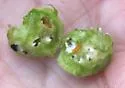 Schizomyia eupatoriflorae - photo 4