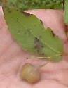 Schizomyia impatientis