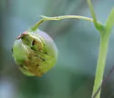 Schizomyia impatientis - photo 3