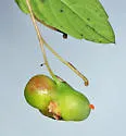 Schizomyia impatientis - photo 4