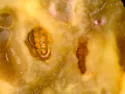 Schizomyia impatientis - photo 5