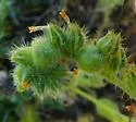 Schizomyia macrofila - photo 2