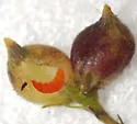 Schizomyia racemicola