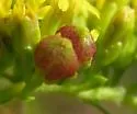 Schizomyia racemicola - photo 2