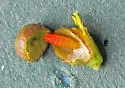 Schizomyia racemicola - photo 3