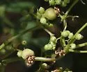 Schizomyia umbellicola - photo 2