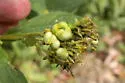 Schizomyia verbesinae - photo 2
