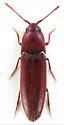 Schizophilus subrufus - Schizophilus subrufus