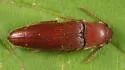 Schizophilus subrufus - photo 2